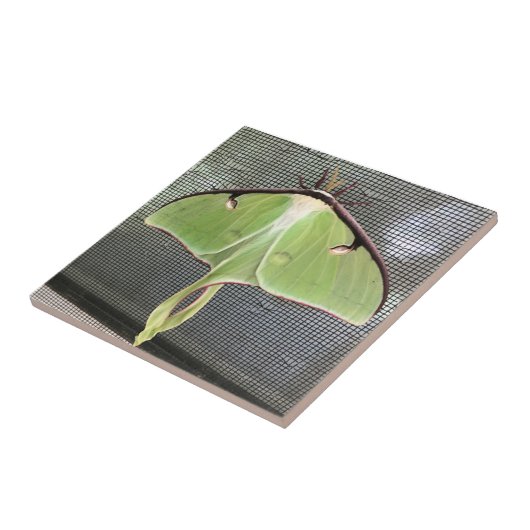 Lunar Moth Fliese (Seite)