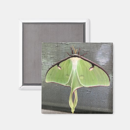 Lunar Moth Magnet (Vorderseite/Rückseite)
