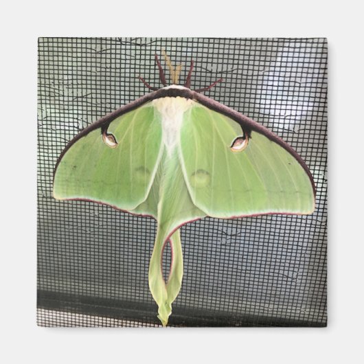Lunar Moth Magnet (Vorne)