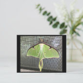 Lunar Moth Postcard Postkarte (Stehend Vorderseite)