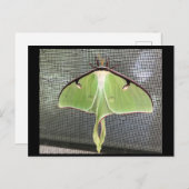 Lunar Moth Postcard Postkarte (Vorne/Hinten)