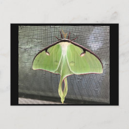 Lunar Moth Postcard Postkarte