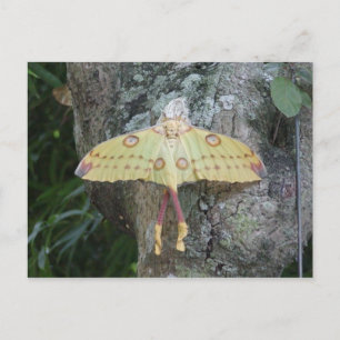 Lunar Moth Postkarte