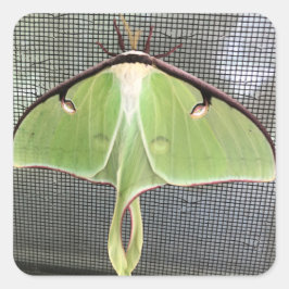 Lunar Moth Quadratischer Aufkleber