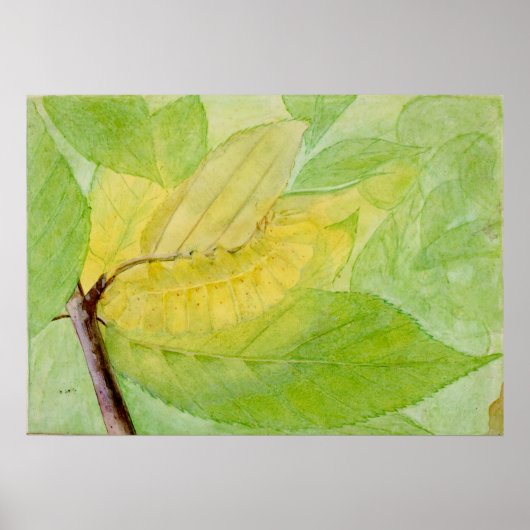 Lunar-Raupe von Abbott Handerson Thayer Poster (Vorne)