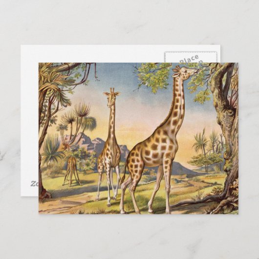 Lunch for a Giraffe Postkarte (Vorne/Hinten)