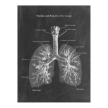 Lung Anatomy Trachea und Bronchi