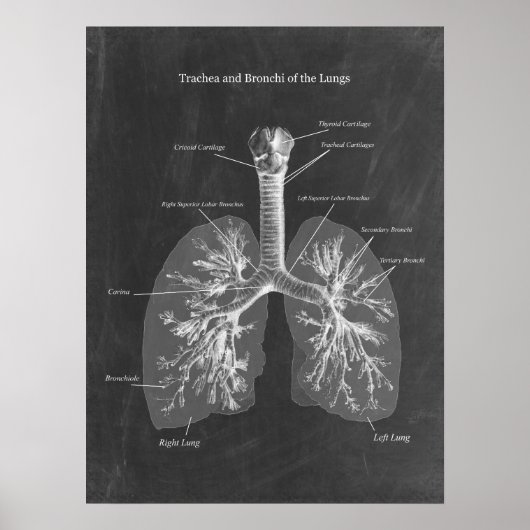 Lung Anatomy Trachea und Bronchi Poster (Vorne)