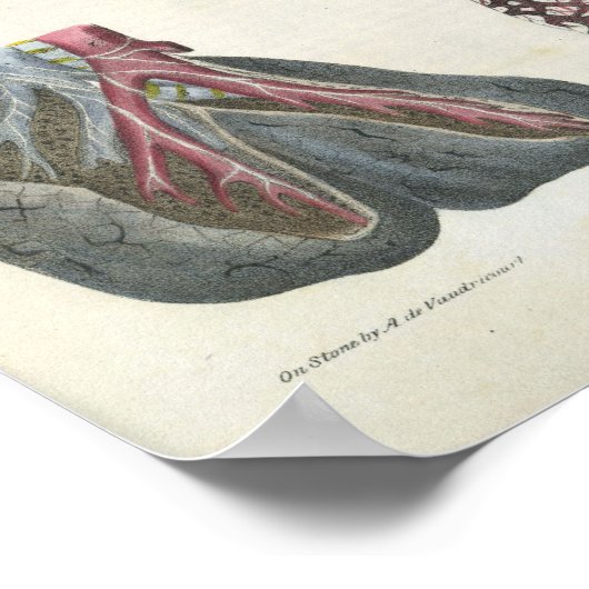 Lung Bronchi Vintag Anatomie Print Poster (Ecke)