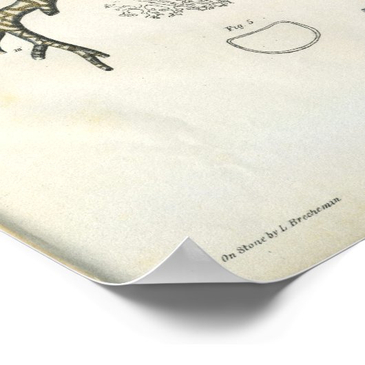 Lung Bronchi Vintage Anatomy Print Poster (Ecke)