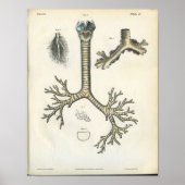 Lung Bronchi Vintage Anatomy Print Poster (Vorne)