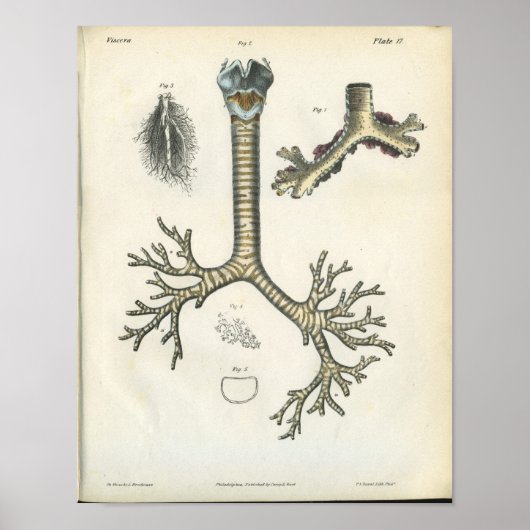 Lung Bronchi Vintage Anatomy Print Poster (Vorne)