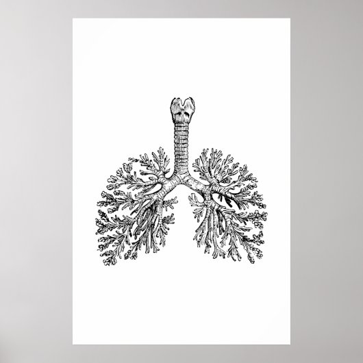 Lungenanatomie-Illustrationspopster Poster (Vorne)
