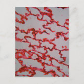 Lungenzellen unter dem Mikroskop Postkarte (Vorderseite)