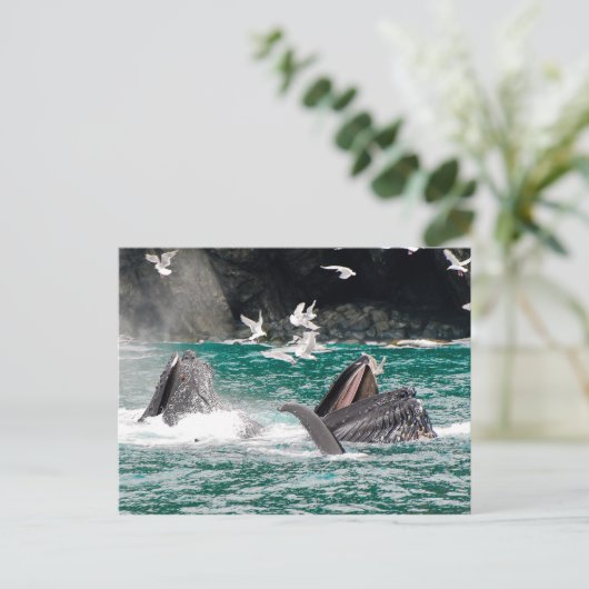 Lunging Humpback Wale Postkarte (Stehend Vorderseite)