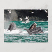Lunging Humpback Wale Postkarte (Vorderseite)