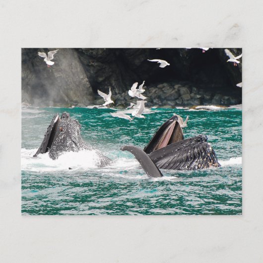 Lunging Humpback Wale Postkarte (Vorderseite)