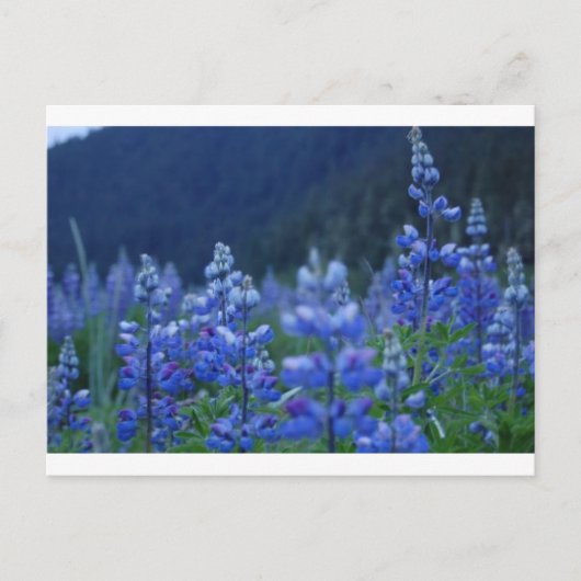 Lupenpostkarte Postkarte (Vorderseite)