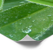 Lupin-Blätter Botanische Fotografie Poster (Ecke)