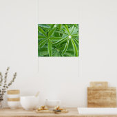 Lupin-Blätter Botanische Fotografie Poster (Küche)
