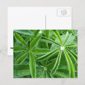 Lupin-Blätter Botanische Fotografie Postkarte (Vorne/Hinten)