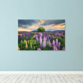 Lupin Field in Neuseeland Leinwanddruck (Insitu (Holzboden))