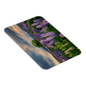 Lupin Field in Neuseeland Magnet (Rechte Seite)