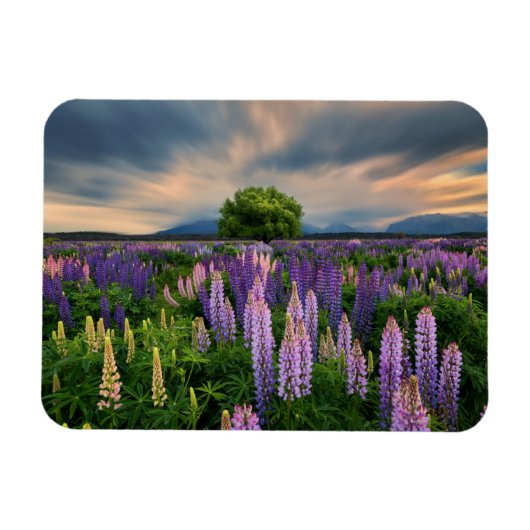 Lupin Field in Neuseeland Magnet (Horizontal)