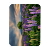 Lupin Field in Neuseeland Magnet (Vertikal)