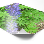 Lupin Fotodruck (Ecke)