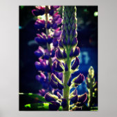 Lupina Foto Poster (Vorne)