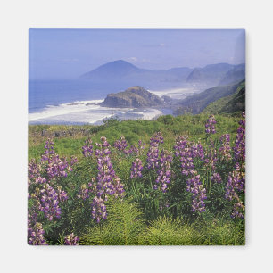 Lupinblüten und raue Küstenlinie entlang Magnet