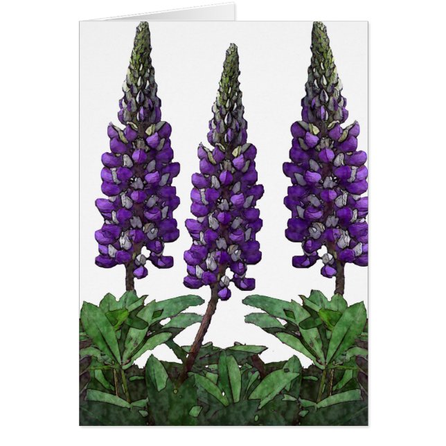Lupine (Vorne)