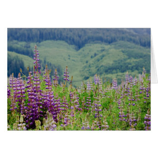 Lupine 01