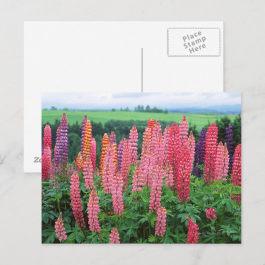 Lupine 2 postkarte (Vorne/Hinten)