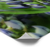 Lupine Abstrakte Blumenpracht Poster (Ecke)