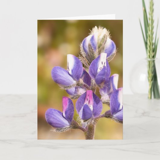 Lupine Blume Karte (Vorderseite)
