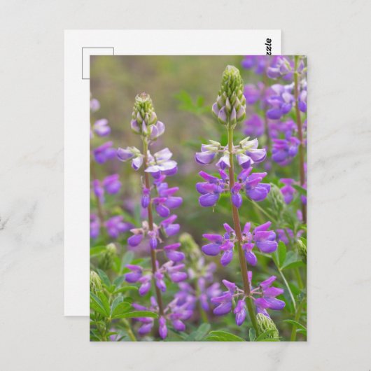 Lupine-Blume-Postkarte Postkarte (Vorne/Hinten)