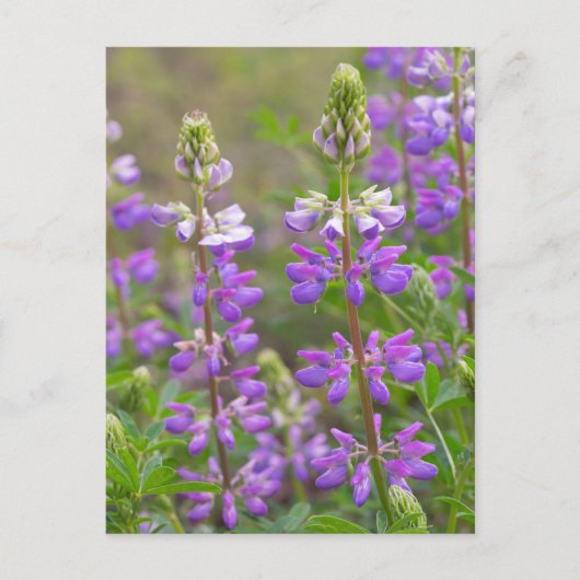 Lupine-Blume-Postkarte Postkarte (Vorderseite)