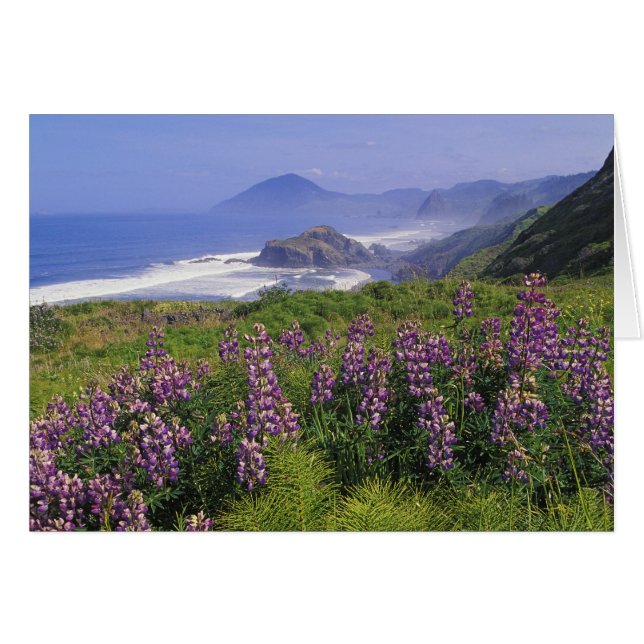 Lupine-Blume und raue Küste entlang (Vorderseite (Horizontal))