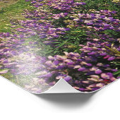 Lupine-Blume und raue Küste entlang Fotodruck (Ecke)