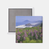 Lupine-Blume und raue Küste entlang Magnet (Vorderseite/Rückseite)