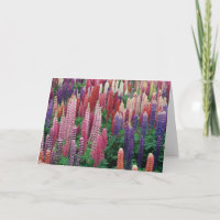 Lupine-Blumen-leere Gruß-Karte