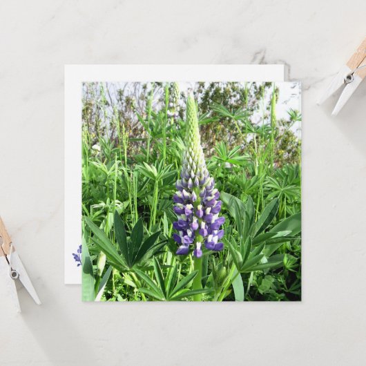 Lupine Card Karte (Vorderseite/Rückseite Beispiel)