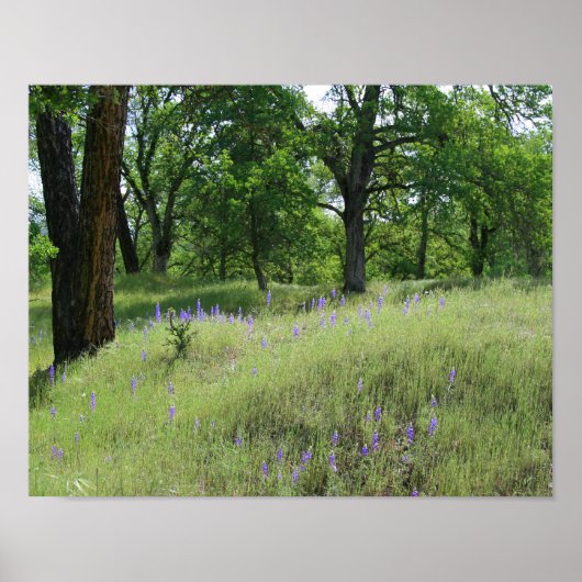 Lupine, Eichenbaumlandschaft Poster (Vorne)