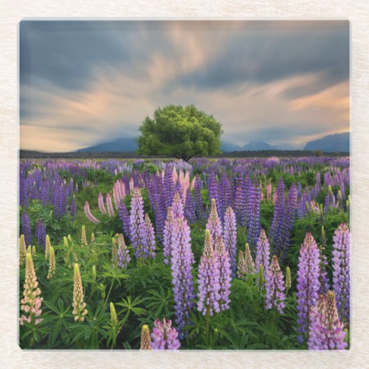Lupine-Feld in Neuseeland Glasuntersetzer (Vorderseite)