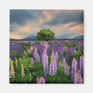Lupine-Feld in Neuseeland Magnet