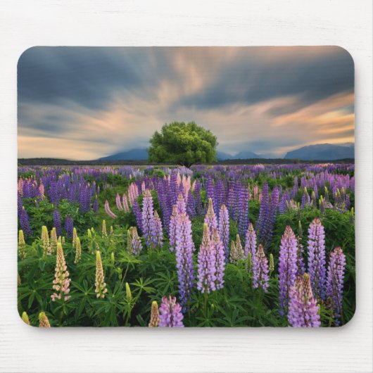 Lupine-Feld in Neuseeland Mousepad (Vorne)