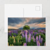 Lupine-Feld in Neuseeland Postkarte (Vorne/Hinten)