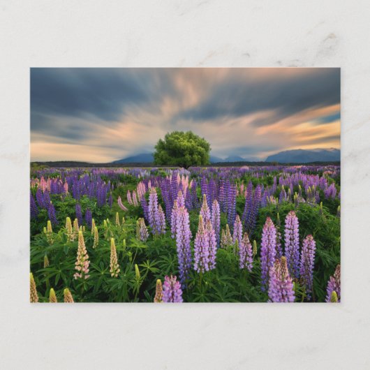 Lupine-Feld in Neuseeland Postkarte (Vorderseite)